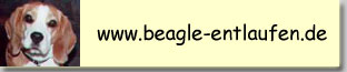 Beagle in Not